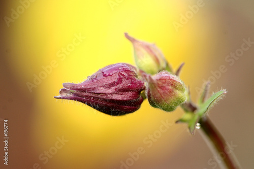 flower closeup