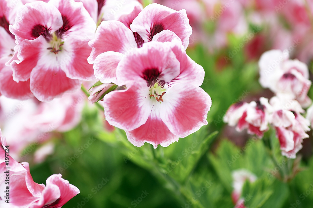 flor de geranio hiedra Stock Photo | Adobe Stock