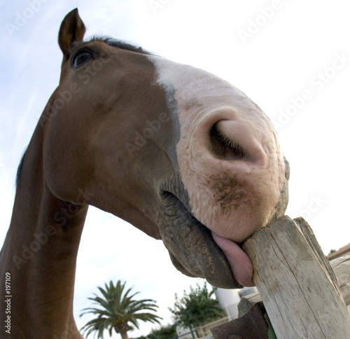caballo primer plano