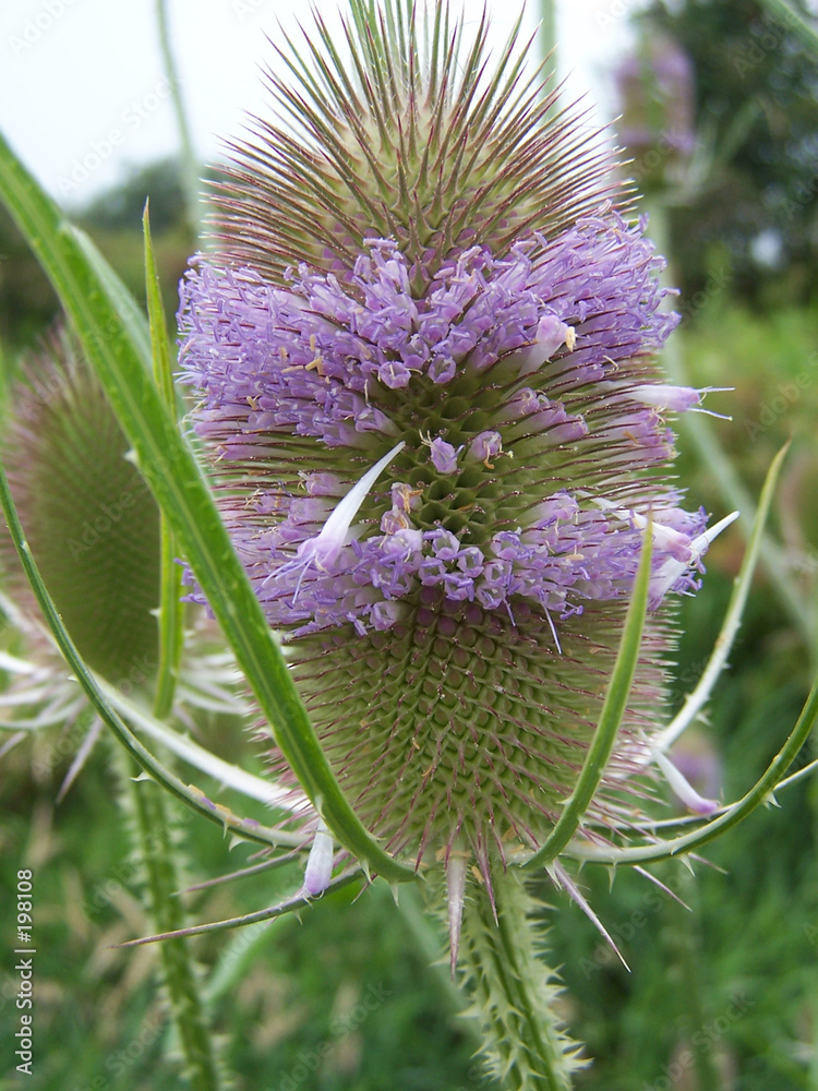 Fotografie teasel bloom