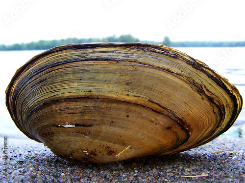 clam shell photo