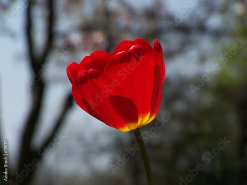 red tulip