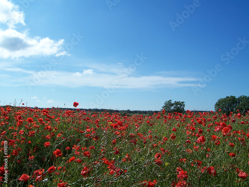 poppies