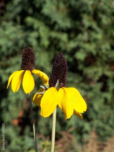 clasping coneflower photo