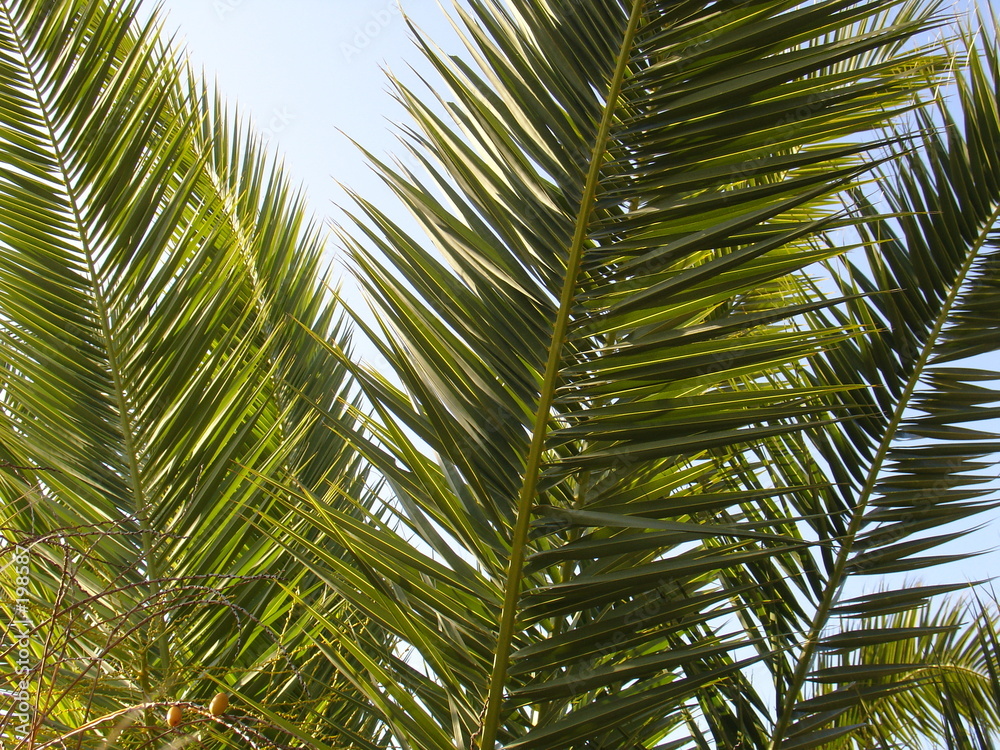 Obraz premium 3 palmes de dattier