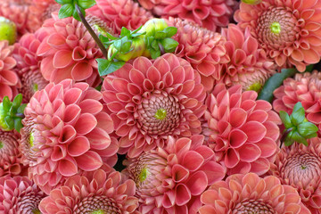 Keuken achterwand Dahlia Dahlia bloemhart in detail  © jeancliclac