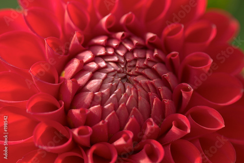 Fototapeta Naklejka Na Ścianę i Meble -  red dahlia flower closeup