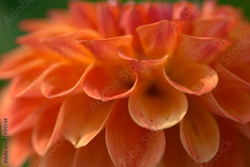 dahlia flower closeup