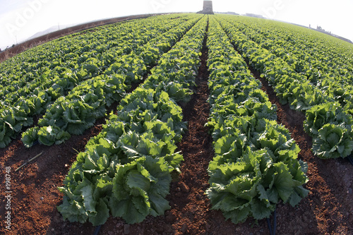 lechugas en el campo