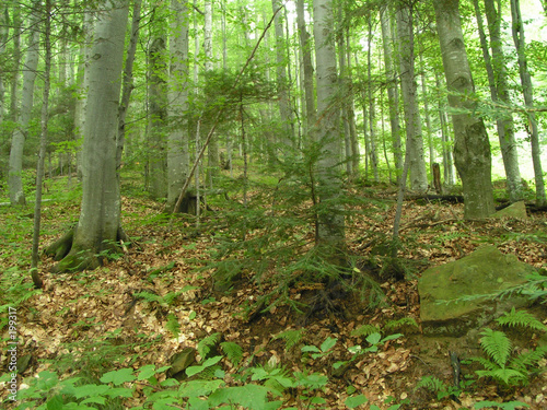 mountain forest