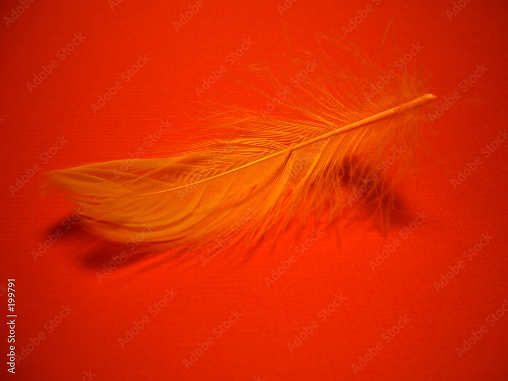 Obraz premium gelbe feder