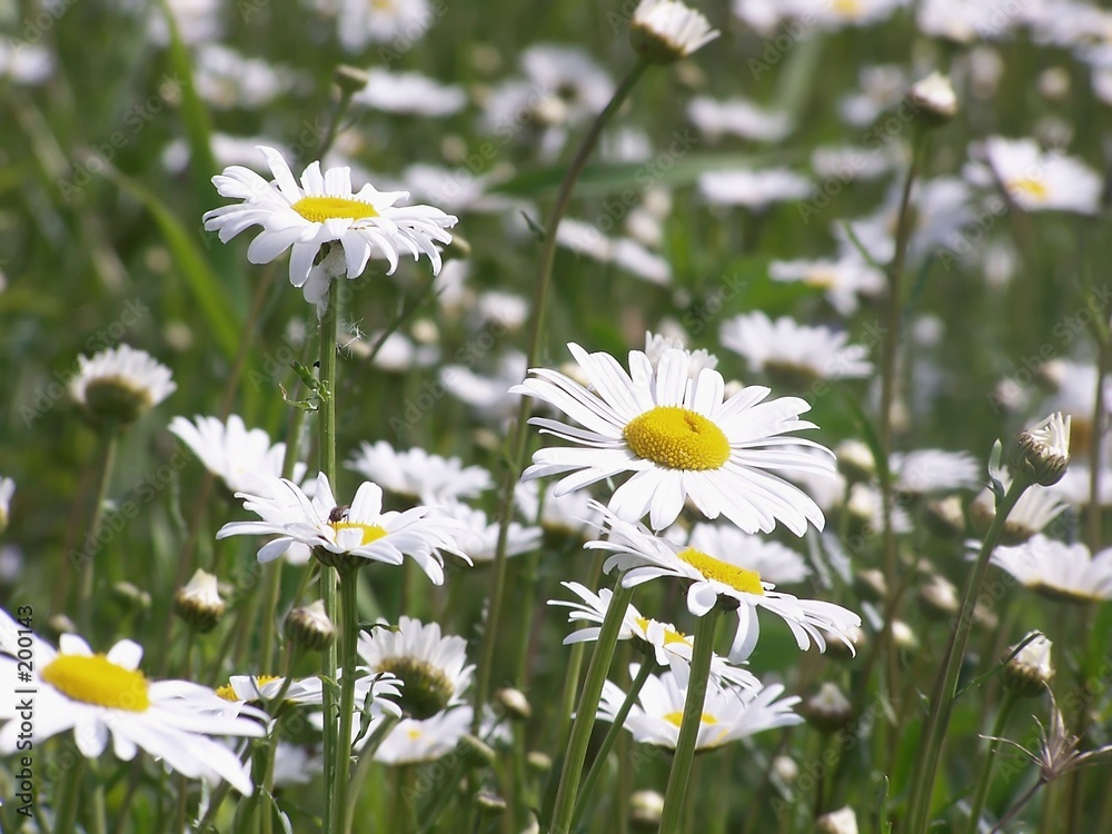 Fotografie field of daisys