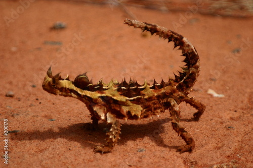 lezard dans le desert australien