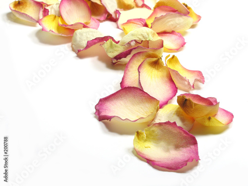 rose petals