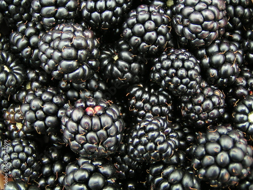 blackberries photo