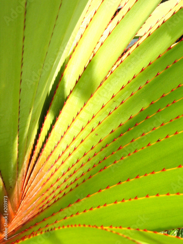 leaf design 1 photo