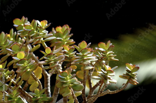 planta