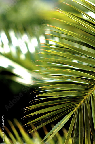 palmera