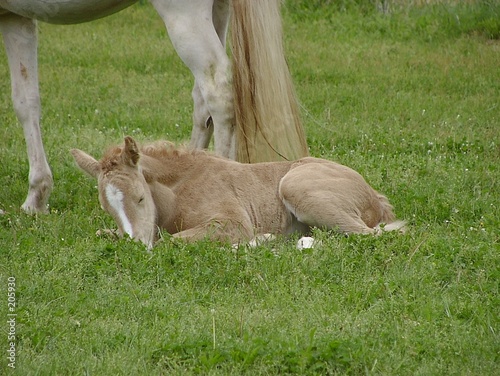 gold champagne foal sleeping photo