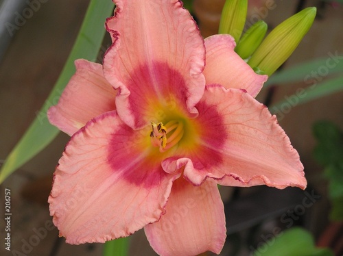 daylily hybrid: strawberry fields forever photo