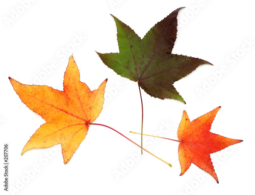 colorful autumn leaves