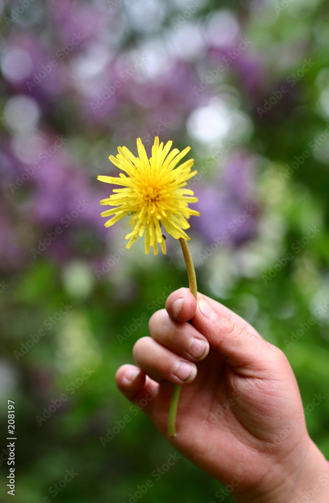 dandelion child dandelion child