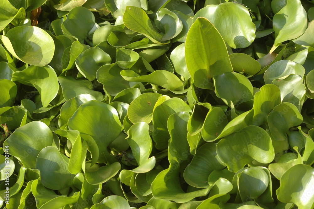 Fotografie lentilles d'eau