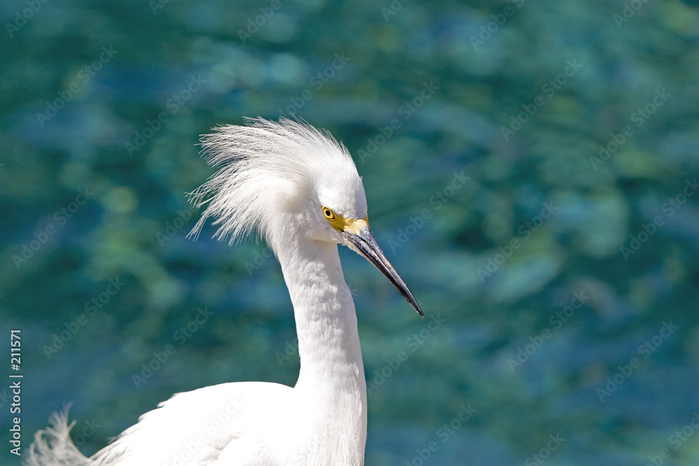 egret egret