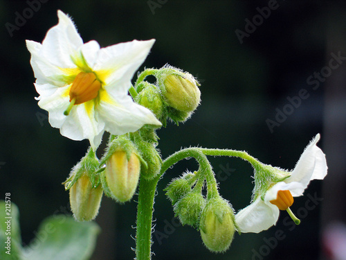 blüten