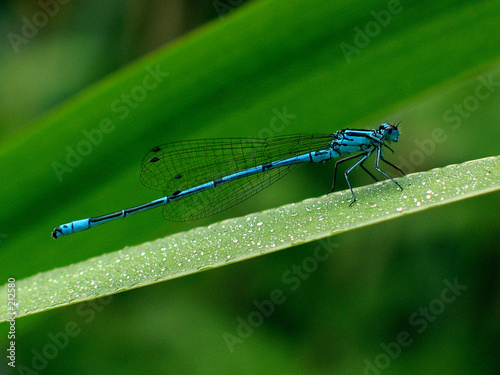 libelle