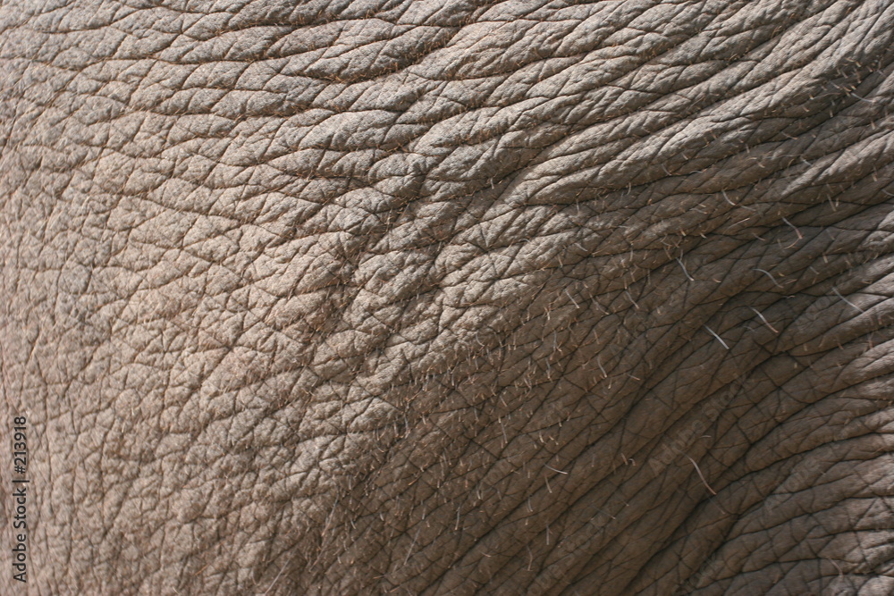 éléphant détail peau éléphant détail peau
