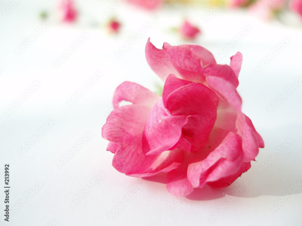 pink rose pink rose