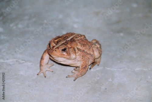 Foto toad