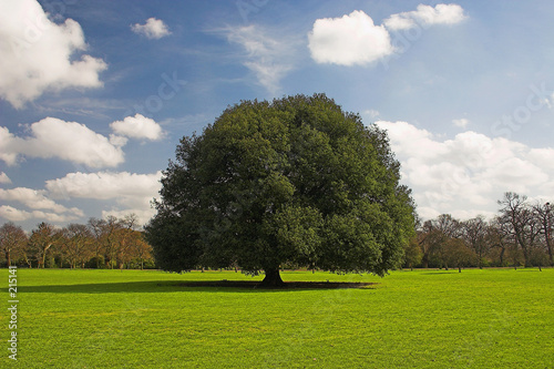 strong tree