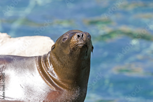 Fototapeta Naklejka Na Ścianę i Meble -  sea lion