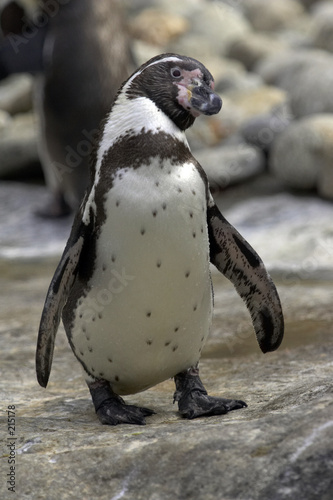 penguin4075