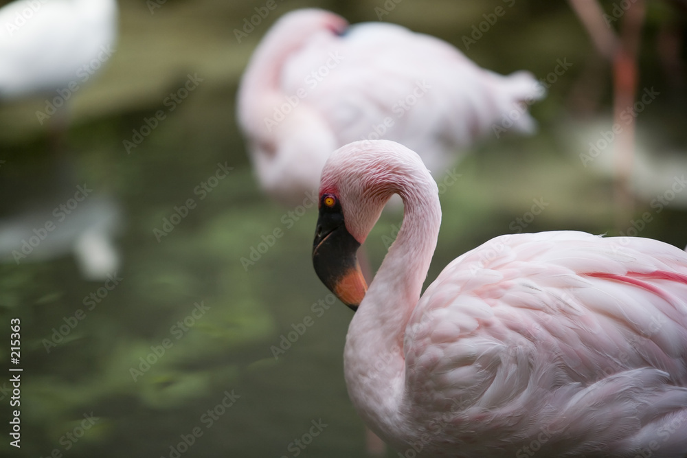 Fototapeta premium flamingo