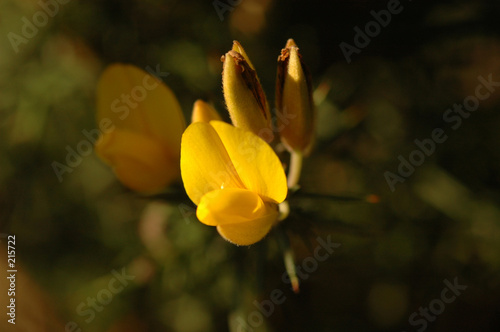 fleur de genet photo