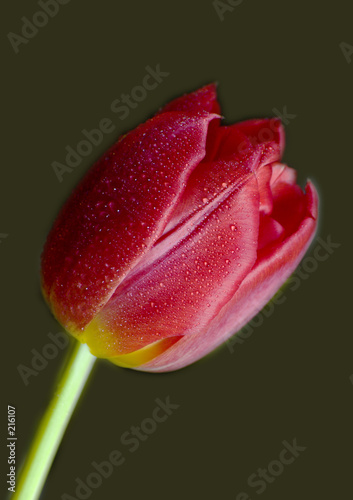 red tulip