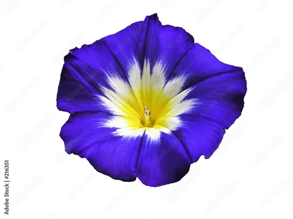 Fotografie blue exotic morning glory