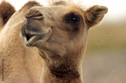 camel looking eye to eye with you