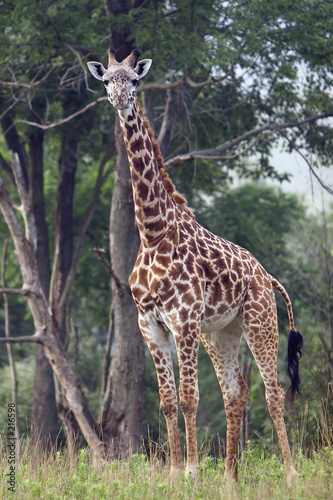 full length shot of entire giraffe