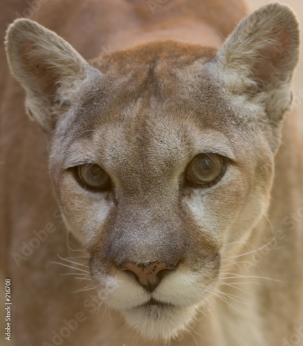 a cougar's stare