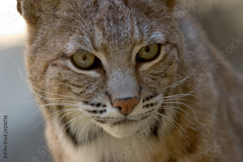 bobcat facial portrait