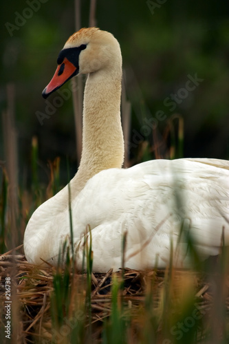 mother swan on nest full of eggs
