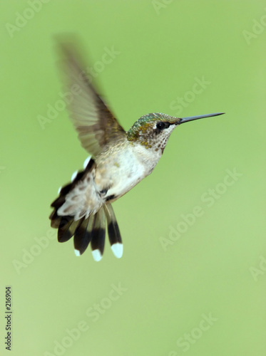 hovering hummingbird