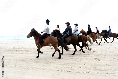 danish horses on the beach