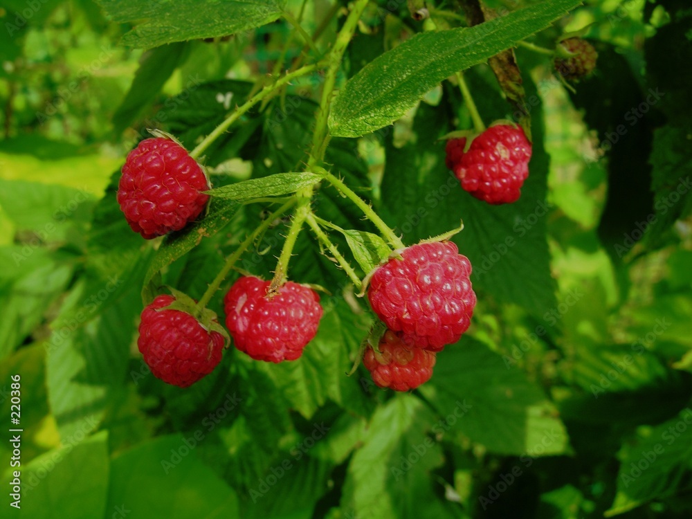 raspberries raspberries