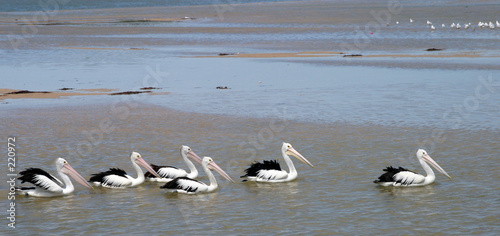 pelican train