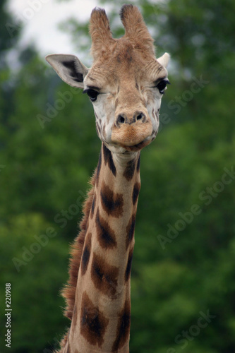 giraffe portrait